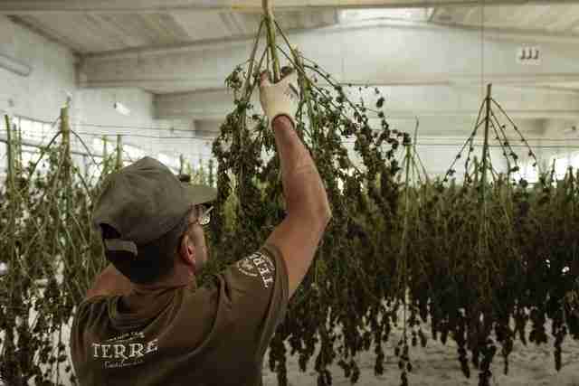 drying marijuana