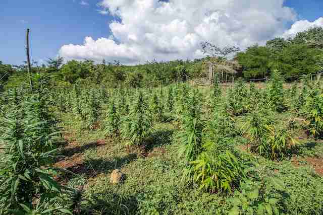 cannabis cultivation