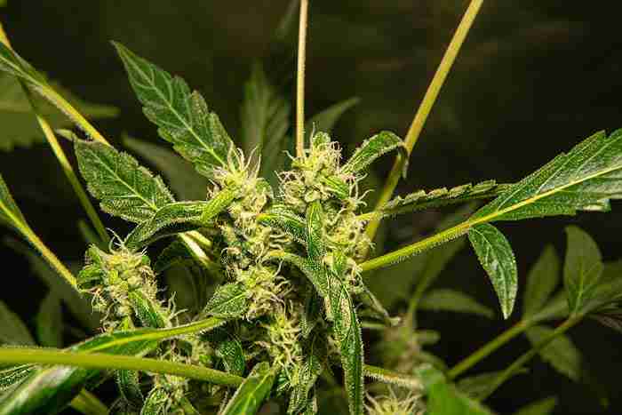 Indica