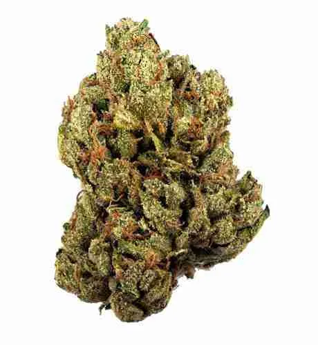 100 og