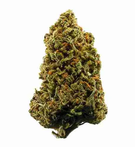 98 aloha white widow