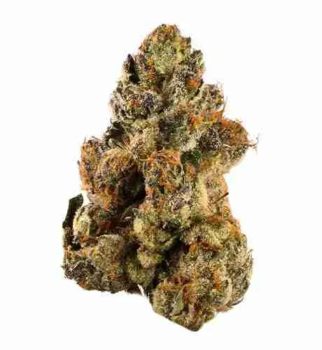 Bakers Delight