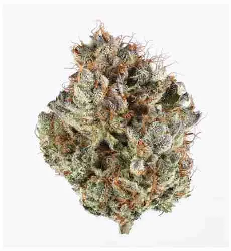 Black Raspberry