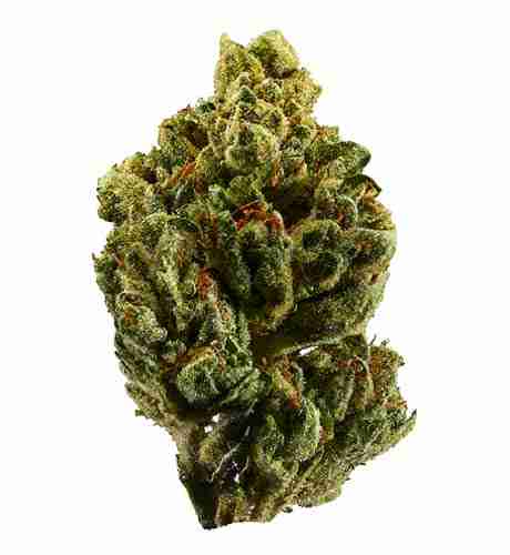 IG Kush