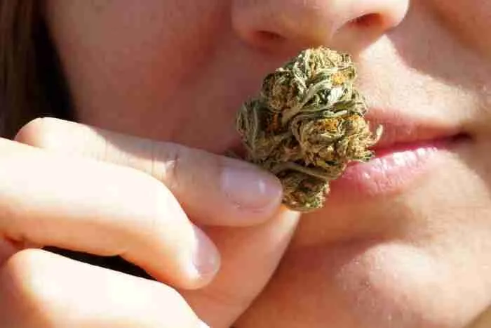 smelling marijuana