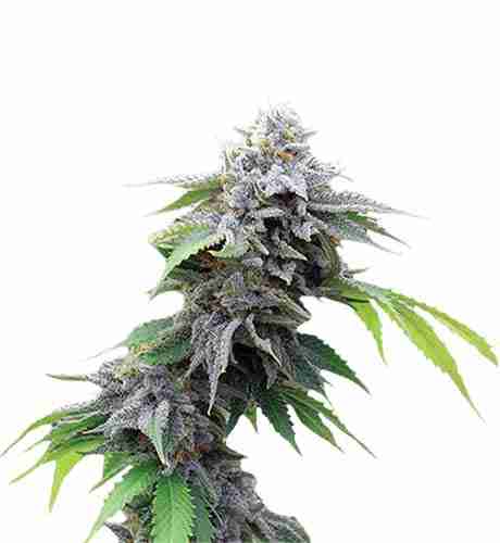 Blue Cookies Feminized