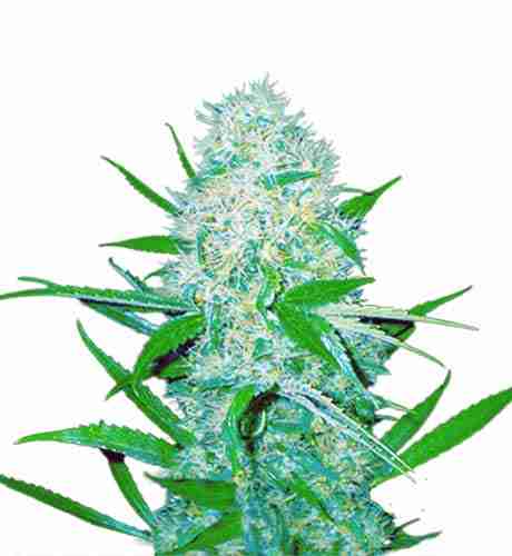 Cali OG Kush Haze Feminized