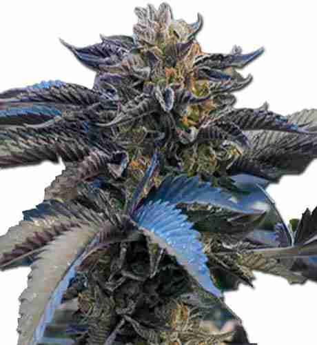 Chocolate Gelato Feminized
