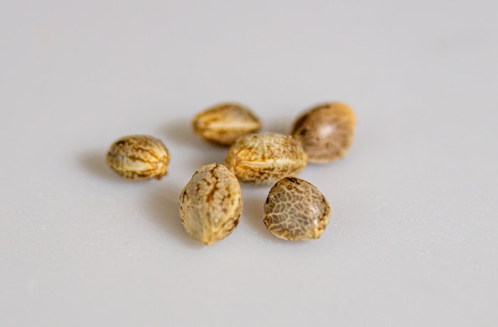 top cannabis seeds to grow